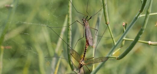 Se Débarrasser des Moustiques à l'Extérieur : Guide Complet et Solutions Efficaces