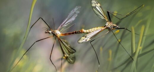 Comment éloigner les moustiques du jardin : comprendre leurs attirances