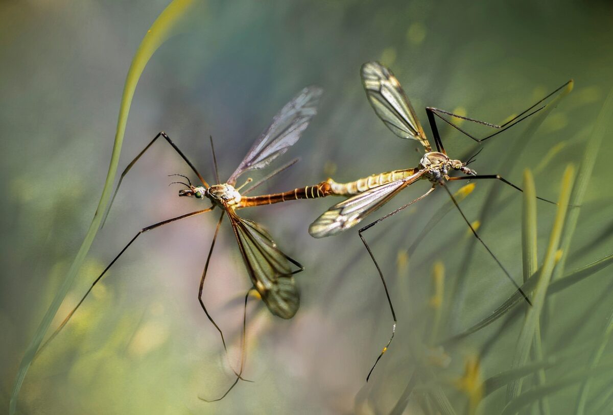 Comment éloigner les moustiques du jardin : comprendre leurs attirances