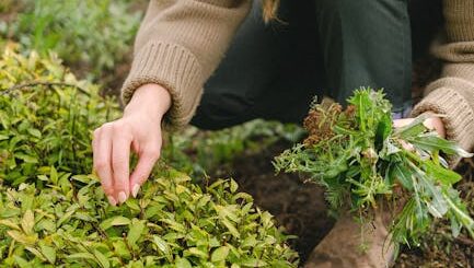 Créer un Jardin Naturel Sans Entretien : Guide Complet et Étapes Clés