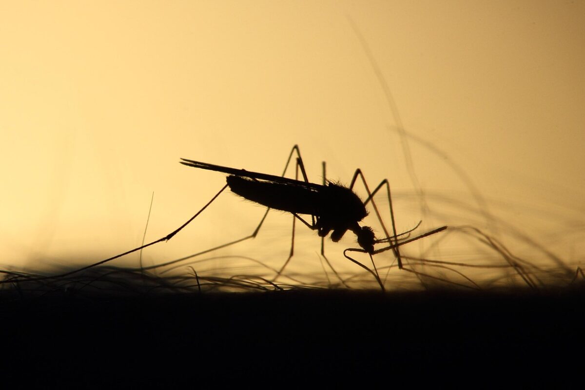 Invasion de Moustiques dans la Maison : Solutions Radicales